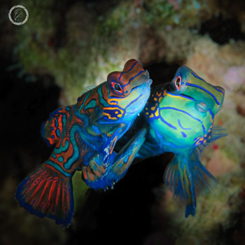 Portfolio carousel 67