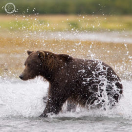 Portfolio carousel 71