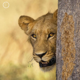 Portfolio carousel Karin