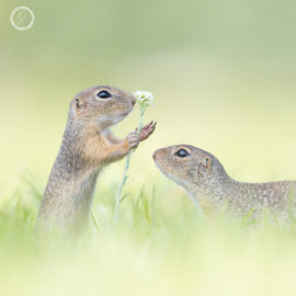 Portfolio carousel Perdita