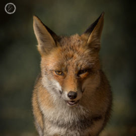 Portfolio carousel Ines