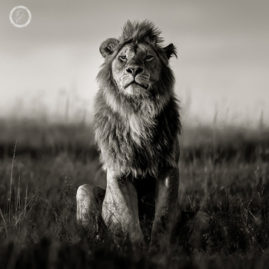 Portfolio carousel Amy Shutt