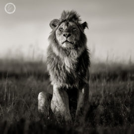 Portfolio carousel Amy Shutt