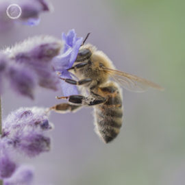 Eleanor Female Nature Photorapher