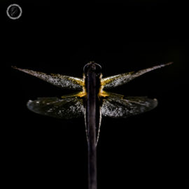 Portfolio carousel Victoria FNP