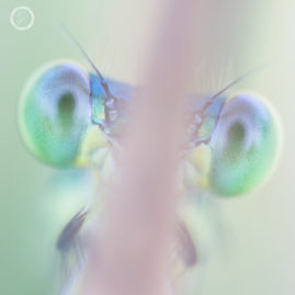 Portfolio carousel Paulien