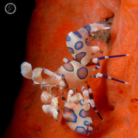 Portfolio carousel Anouk