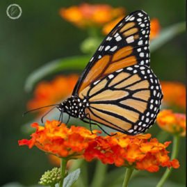 Portfolio carousel Eve BG