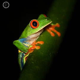 Portfolio carousel Nancy