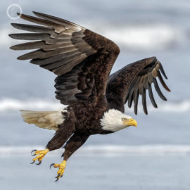 Portfolio carousel Sharon Landis