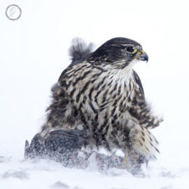 Portfolio carousel Teri