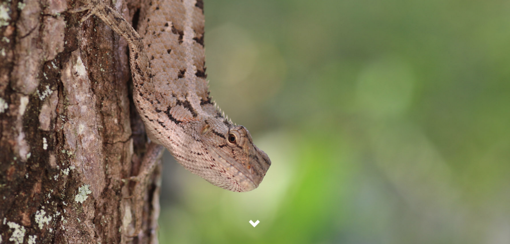 Stephanie Manuel home page