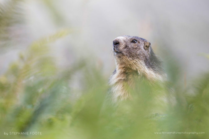 Alpine Marmot