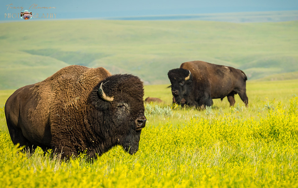 Free roaming bison in a field of canola, Grasslands National Park, Saskatchewan.