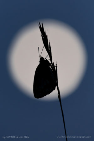 Moonlight Silhouette - Marbled White Butterfly (Melanargia galathea), Cley Hill, Wiltshire, UK