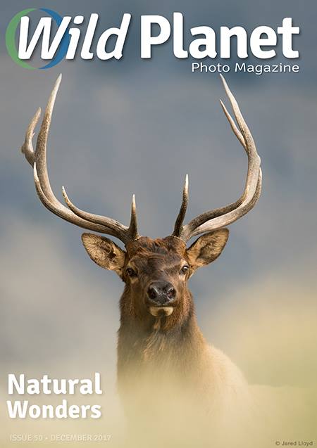 WPM-December-issue-50-cover