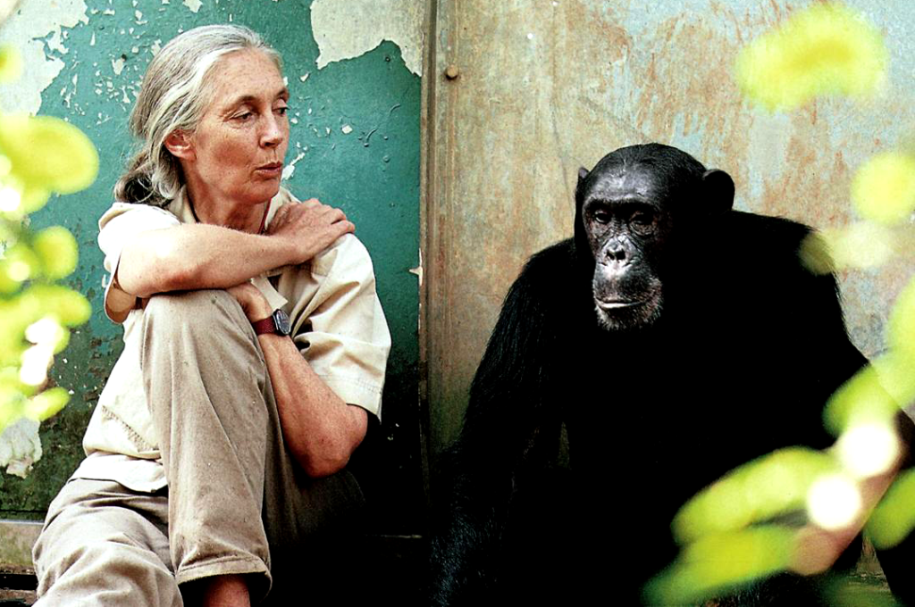 Jane Goodall-Karin
